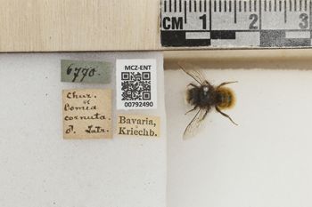 Media type: image;   Entomology 792490 Aspect: Labels